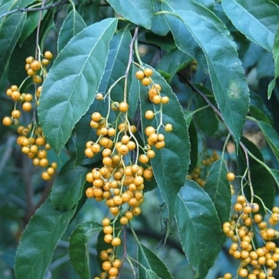 Ehretia acuminata var. acuminata