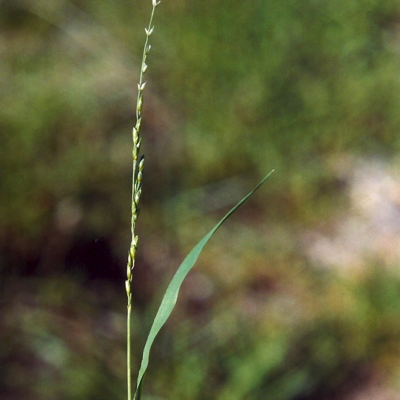 Ehrharta erecta