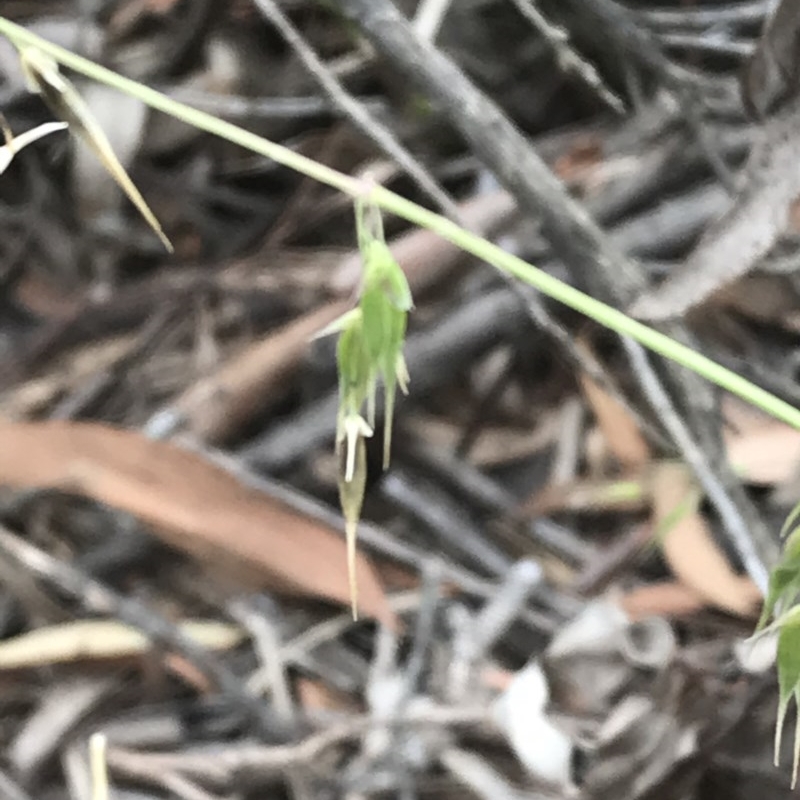 Ehrharta longiflora