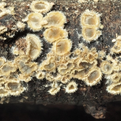 Eichleriella sp.