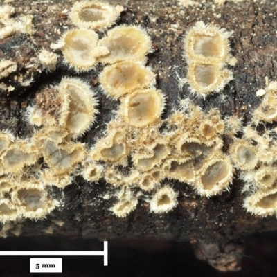 Eichleriella sp.