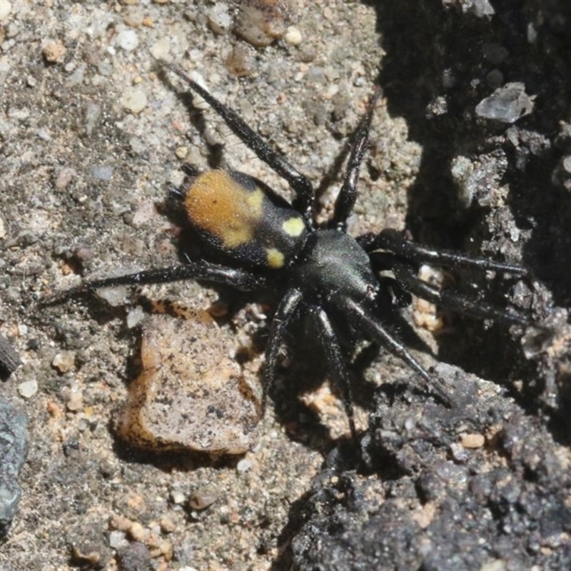 Eilica sp. (genus)