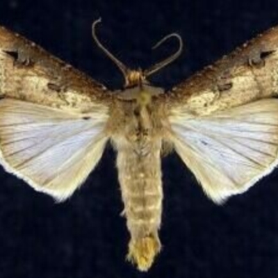 Agrotis ipsilon