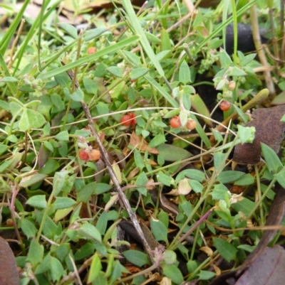 Einadia nutans subsp. nutans