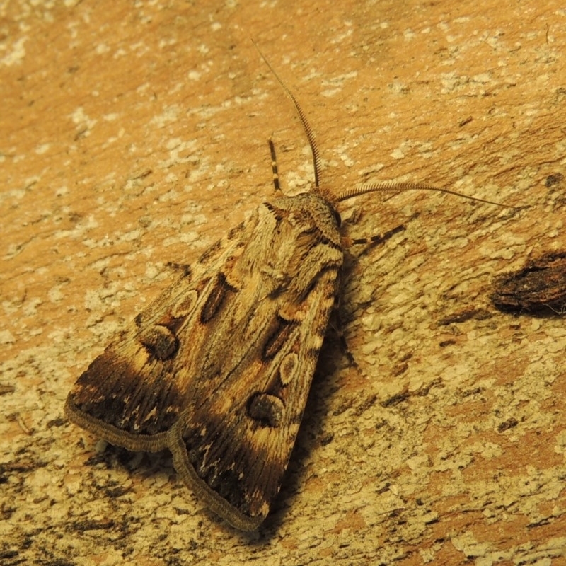 Agrotis munda