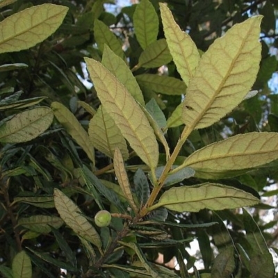 Elaeocarpus holopetalus