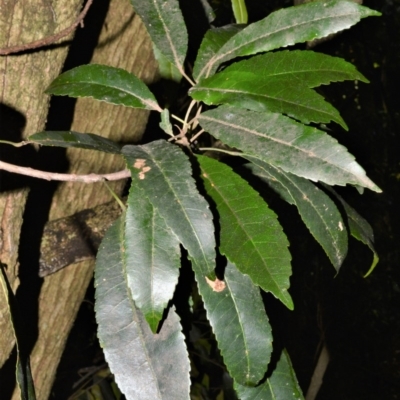 Elaeocarpus kirtonii