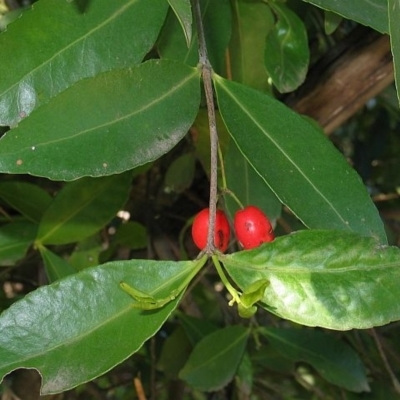 Elaeodendron australe