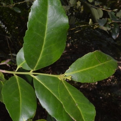 Elaeodendron australe