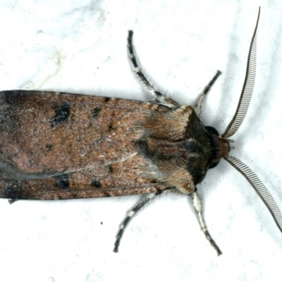 Agrotis porphyricollis