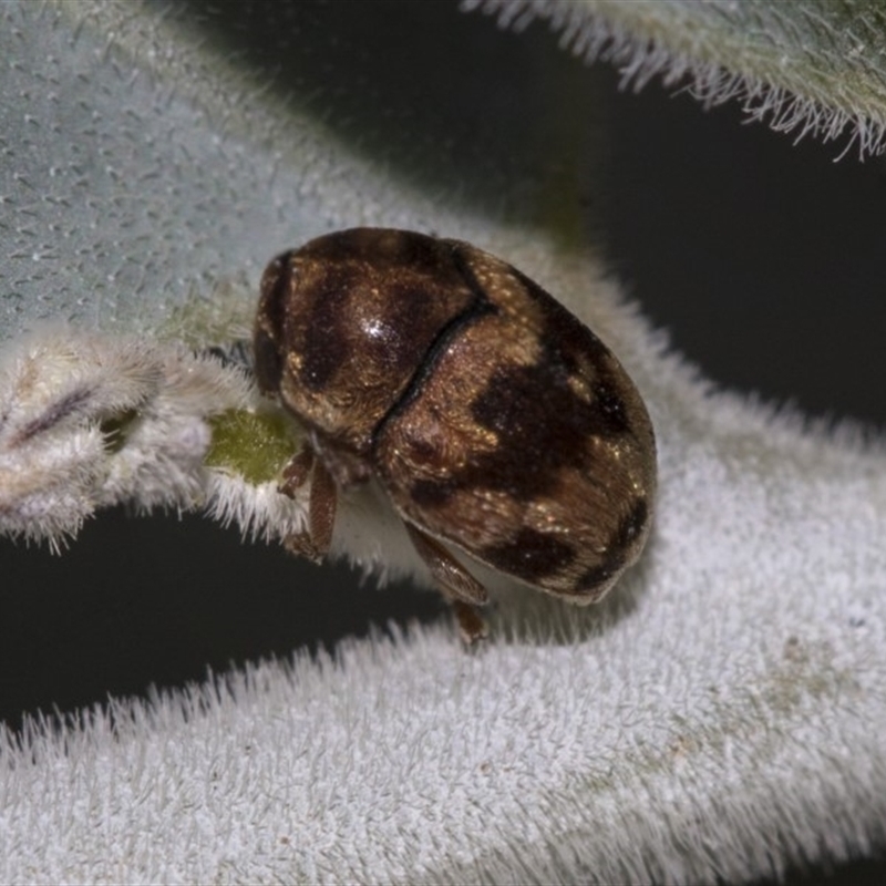 Elaphodes sp. (genus)