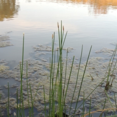 Eleocharis acuta