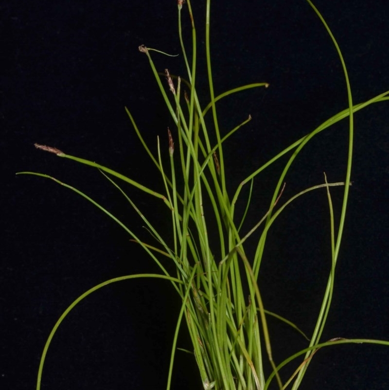 Eleocharis atricha