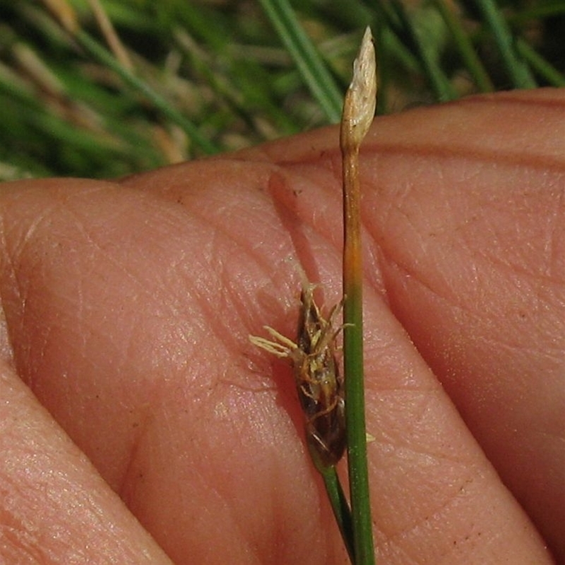 Eleocharis gracilis