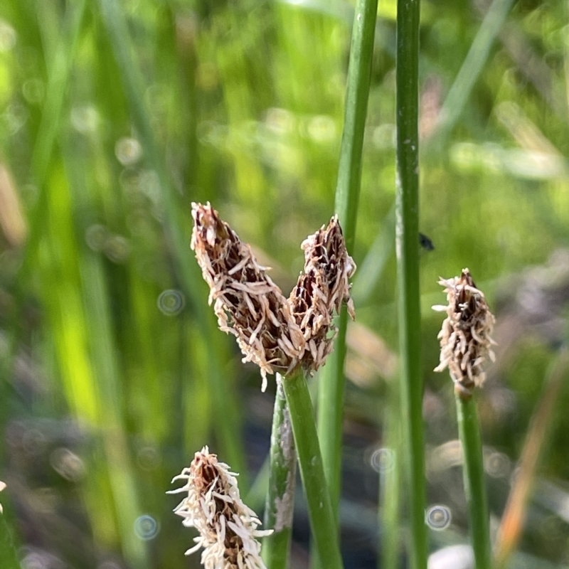 Eleocharis plana