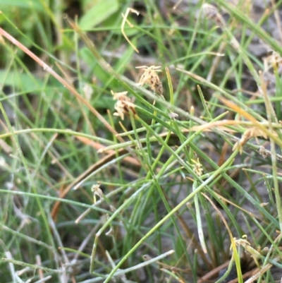 Eleocharis pusilla