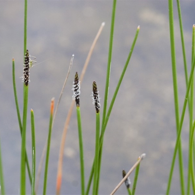 Eleocharis sp.