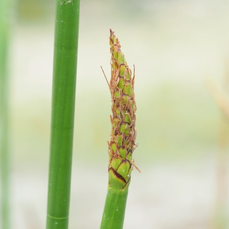 Eleocharis sphacelata