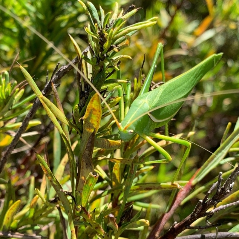 Elephantodeta sp. (genus)