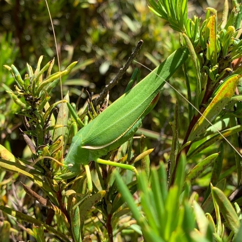 Elephantodeta sp. (genus)