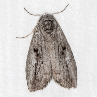 Elesma undescribed species