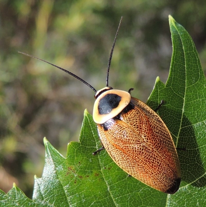 Ellipsidion australe