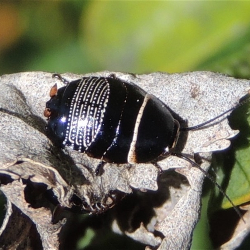 Nymph