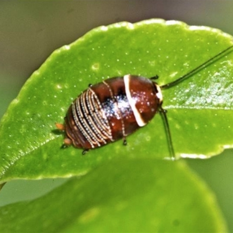 Ellipsidion humerale