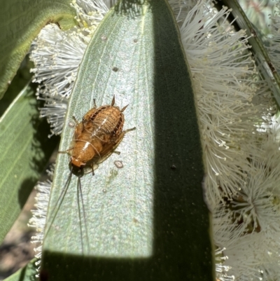 Ellipsidion sp. (genus)