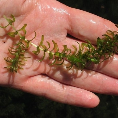 Elodea canadensis