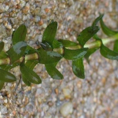 Elodea canadensis