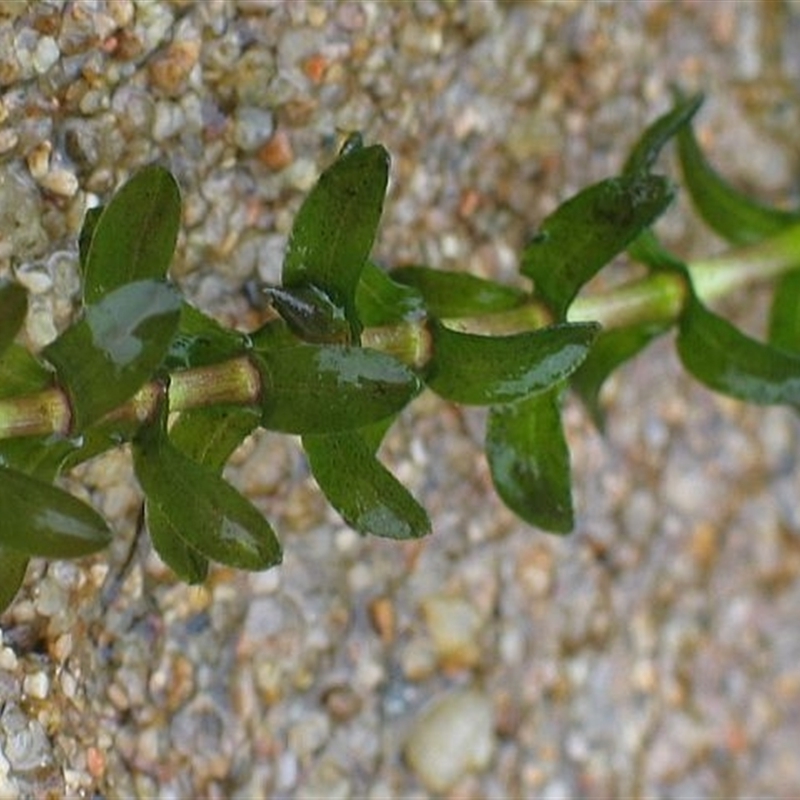 Elodea canadensis