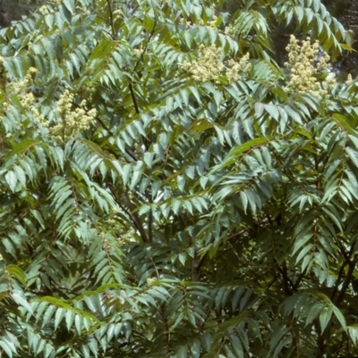 Ailanthus altissima