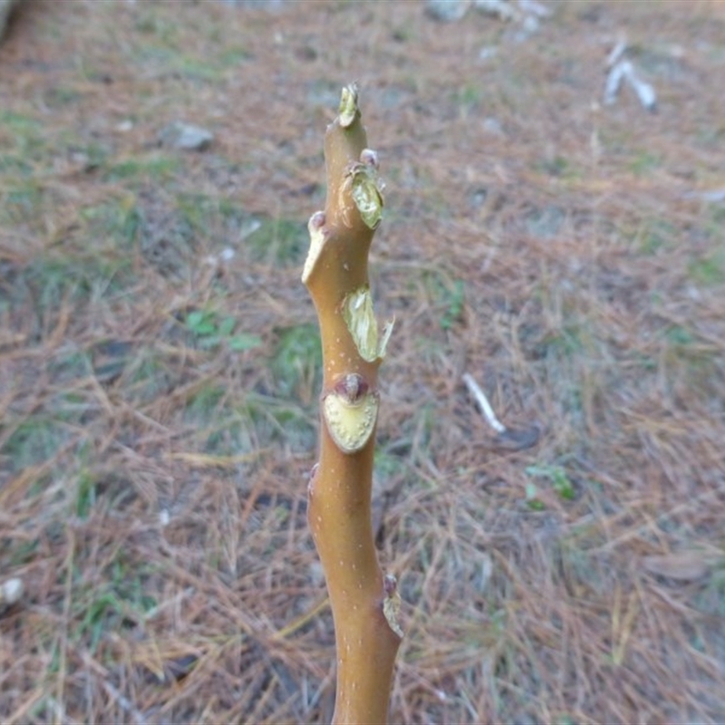 Ailanthus altissima