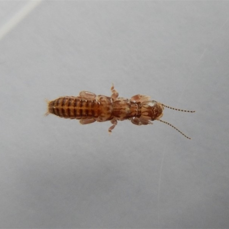 Embioptera sp. (order)