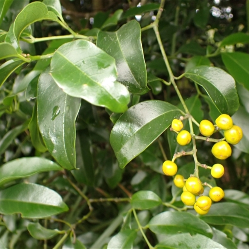 Emmenosperma alphitonioides