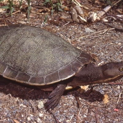 Emydura macquarii