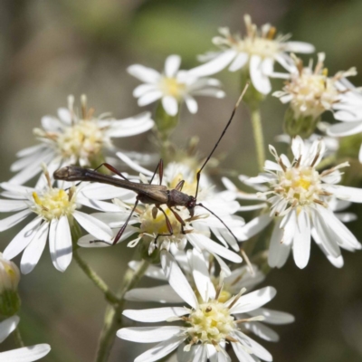 Enchoptera apicalis