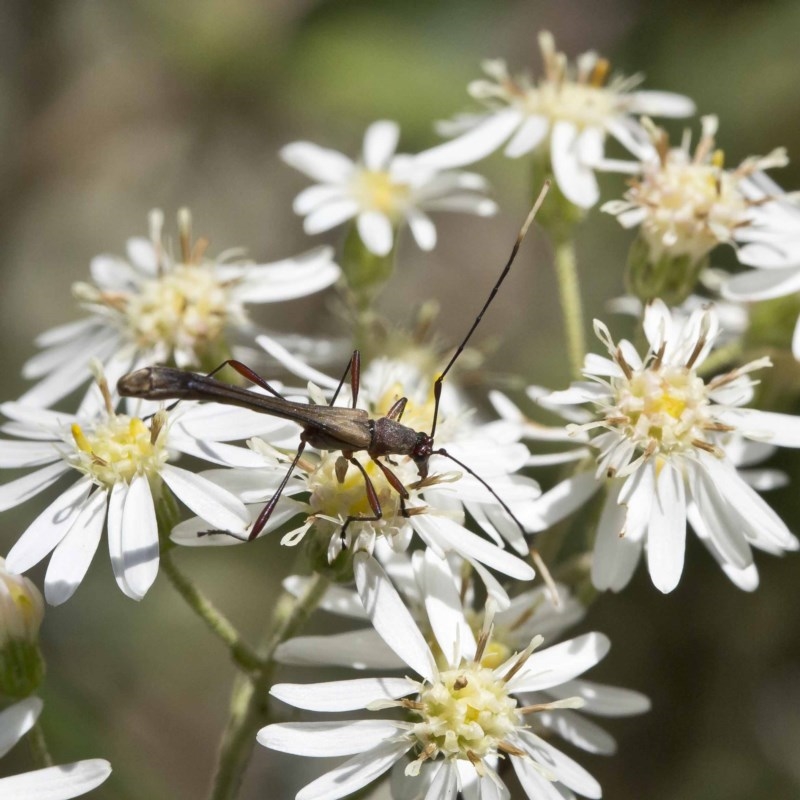 Enchoptera apicalis