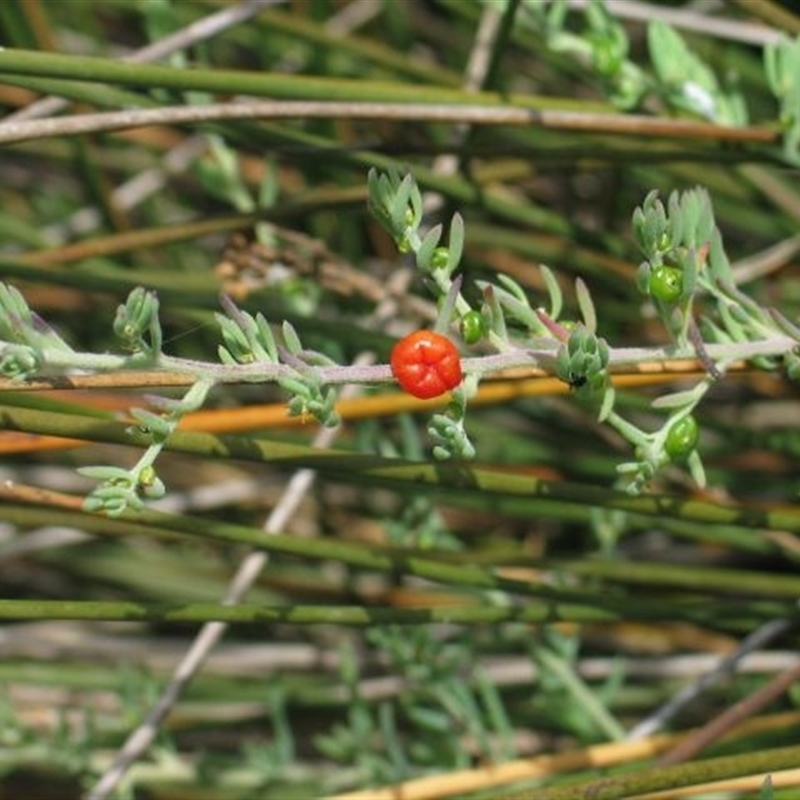 Enchylaena tomentosa