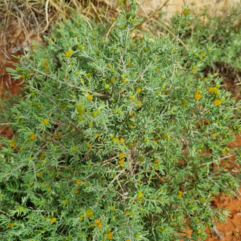 Enchylaena tomentosa var. tomentosa