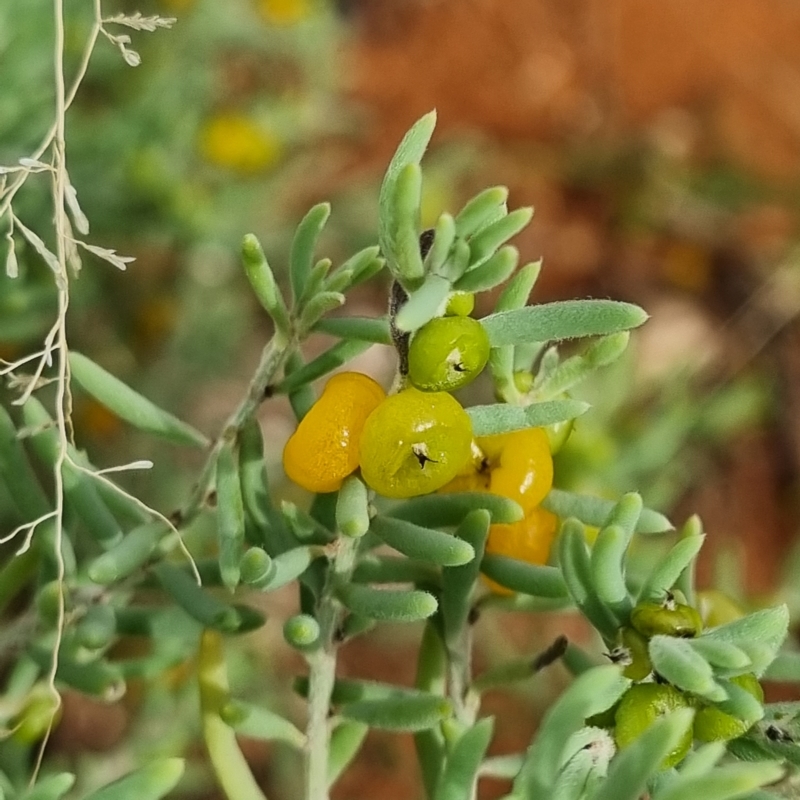 Enchylaena tomentosa var. tomentosa