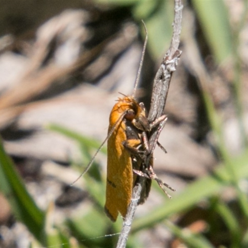 Endeolena aurinatella