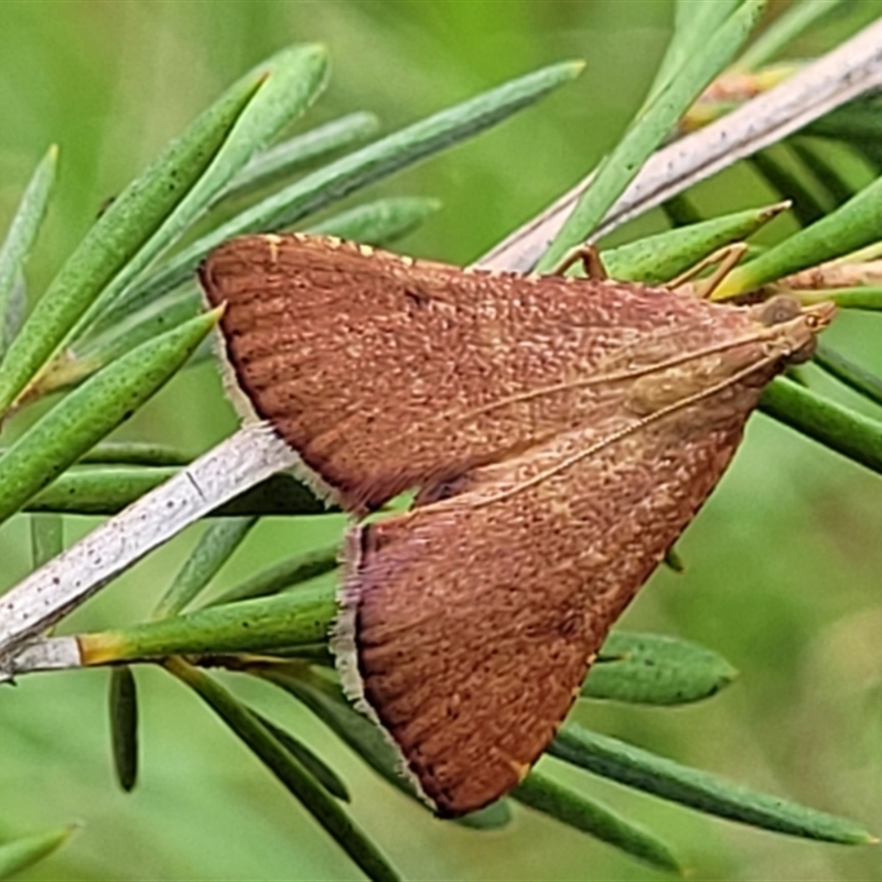 Endotricha ignealis