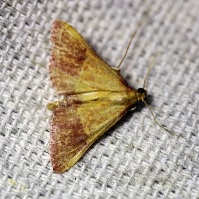 Endotricha pyrosalis