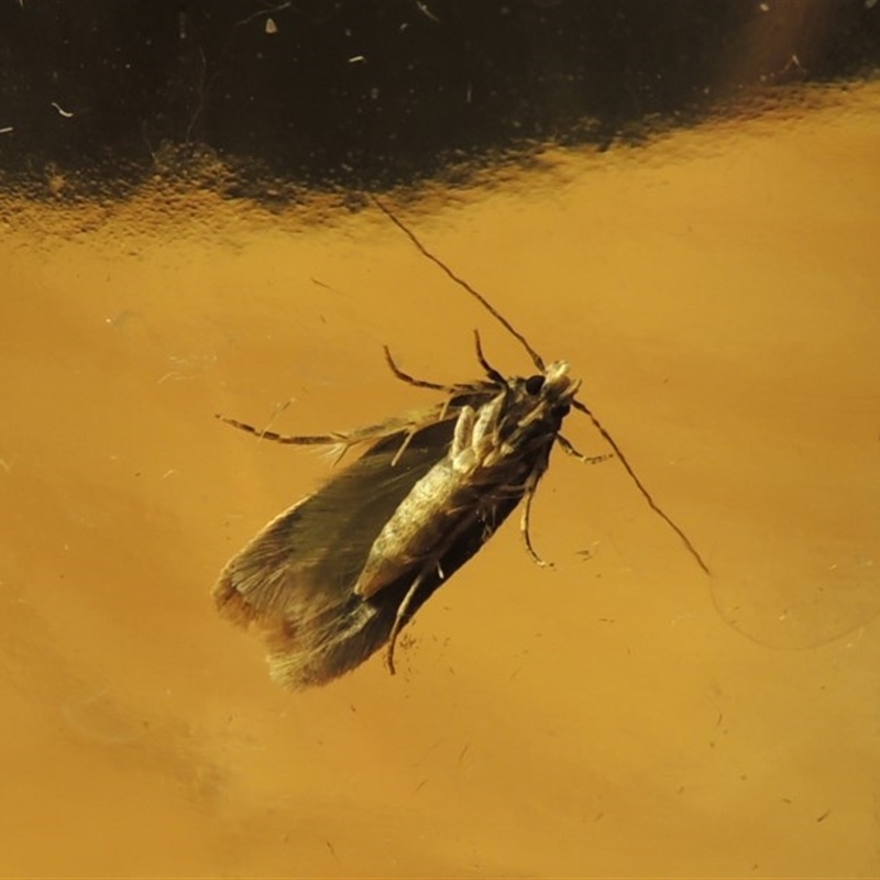 Endrosis sarcitrella