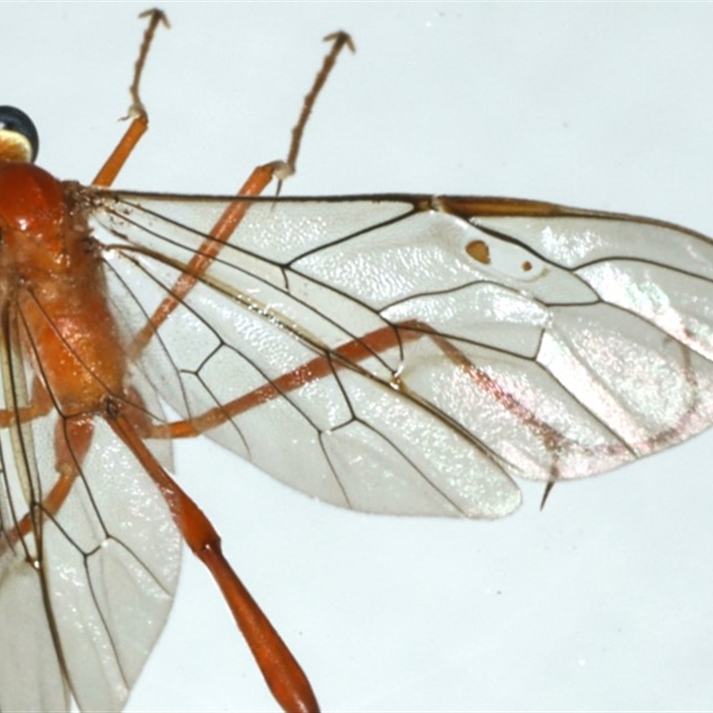 Enicospilus insularis