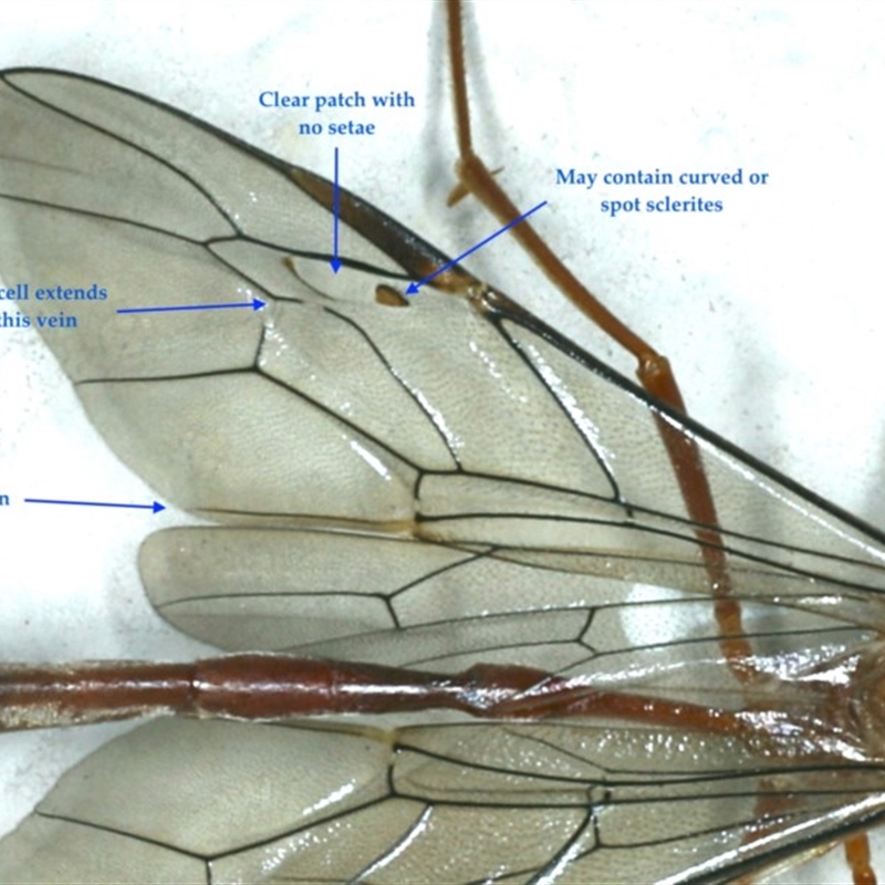 Enicospilus sp. (genus)