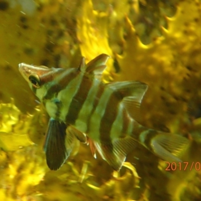 Enoplosus armatus