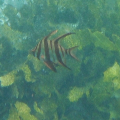 Enoplosus armatus